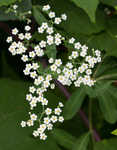 Flowering spurge